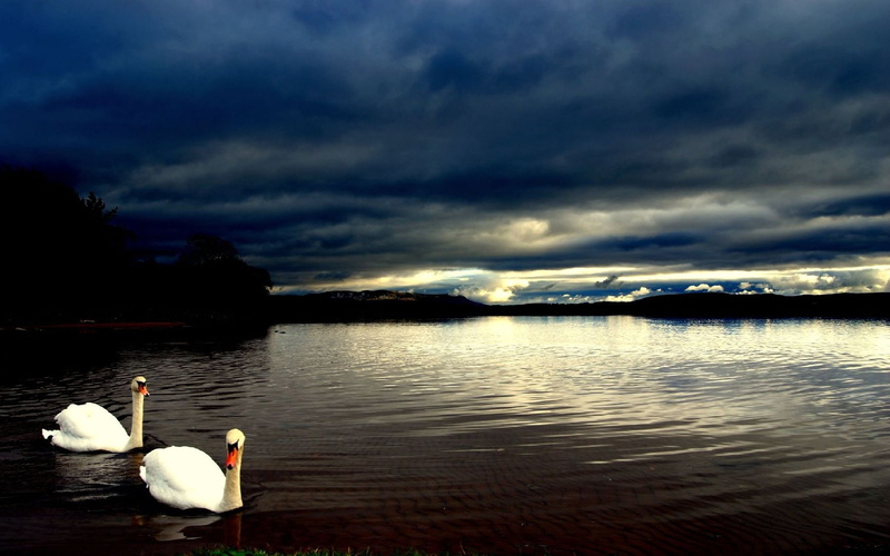 hd, beaches, 720P, Priceless, nature, art, SWAN
