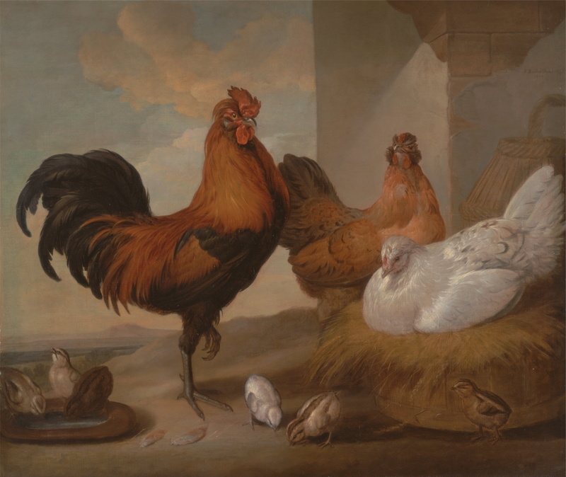 portrait, chicken, outdoors, mammal, poultry, vertebrate, domestic, clouds, flock of birds, bird, chickens, chicken - bird, livestock, rural, animal themes
