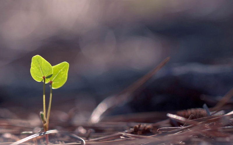 sapling, day, macro, new Life, seedling, nature, concepts, plant part, outdoors, selective focus, vulnerability, new, green Color, sprout, beginnings, ideas