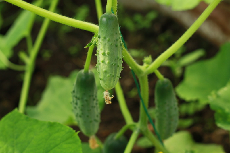 зеленые огурцы, garden, plant, beauty in nature, farm, crop, water, green, nature, теплица, growth, day, agriculture, summer, drop, 4K, herb, рассада