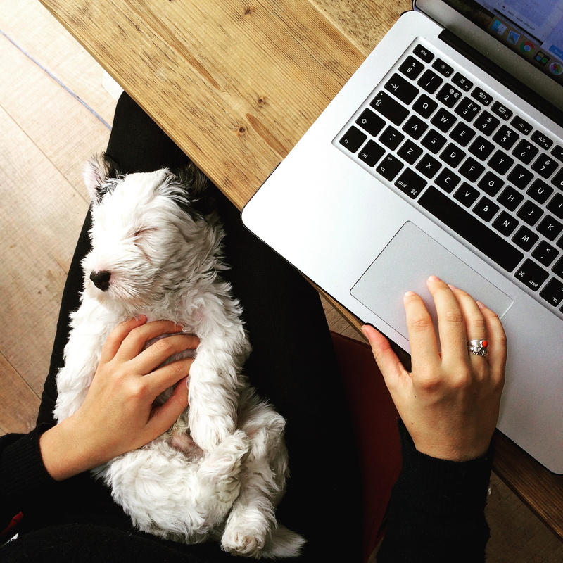 one person, wireless technology, pets, pet, technology, peace, domestic, using laptop, london, pet owner, real people, mammal, one animal, sleep, united kingdom