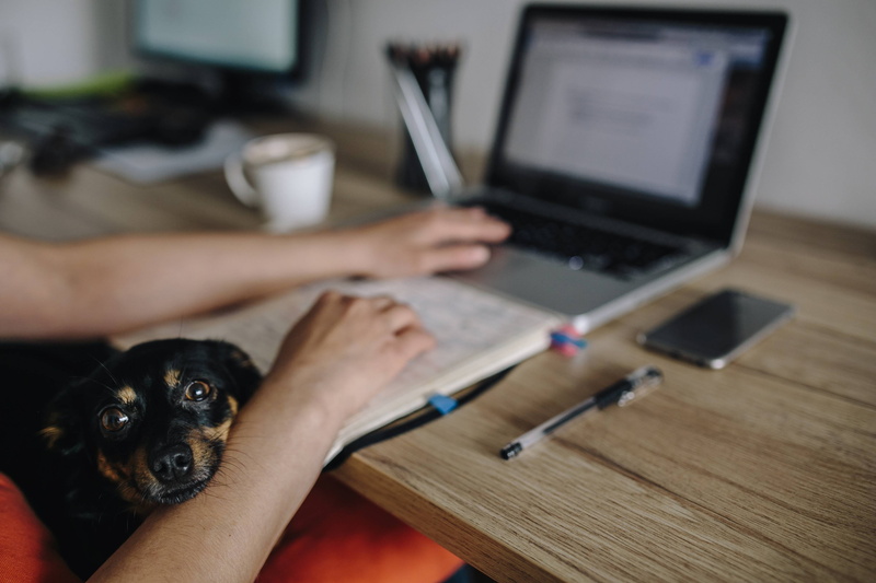 women, female, domestic, occupation, working, 4K, adult, pets, work, one animal, Woman, friend, domestic animals, sitting, human limb, using laptop, dog