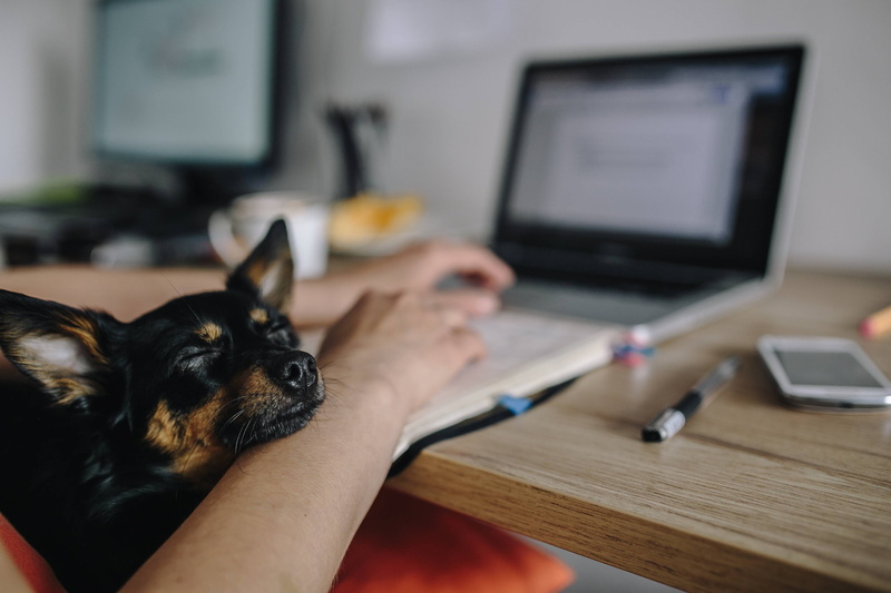 adult, workplace, one animal, domestic Cat, human hand, work, indoors, mammal, canine, friend, female, pet owner, domestic animals, laptop, hand, cute