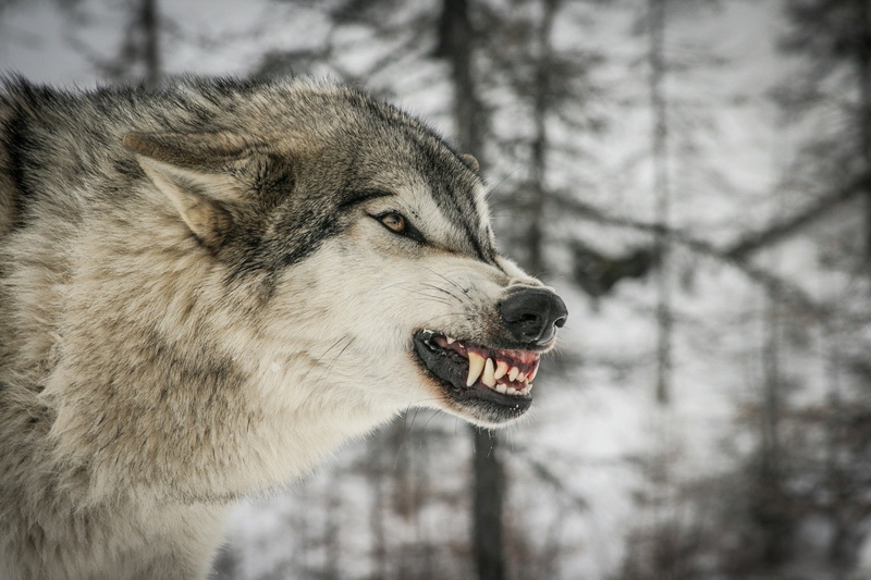 threat, predator, rage, face, wolf, white, anger, fangs, profile, 1080P, gray, teeth