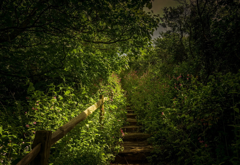 day, wood, 1080P, growth, direction, the way forward, foliage, angle, ladders, tree, flowers, long, photography, trees, footpath, scenics - nature, stairs