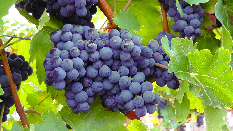 purple, winemaking, vitamins, day, red grape, food and drink, eat, wellbeing, juicy, plantation, grow, agriculture, fruits, freshness, ripe, grapes, harvest