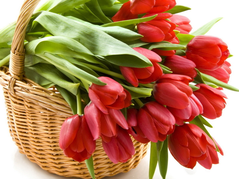 flowering plant, blossom, green Color, plant part, no People, vibrant Color, yellow, petal, bundle, nature, flower Head, tulip, plant, freshness, colors