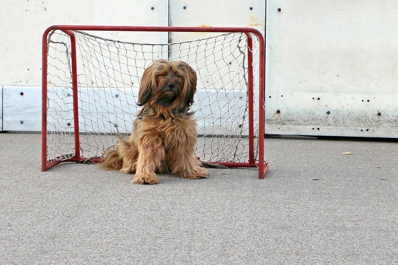 vertebrate, cute, 1080P, puppy, apso, one animal, net, domestic, dog, adult, relaxation, red, no people, animal themes, security, brown, sidewalk, door husband