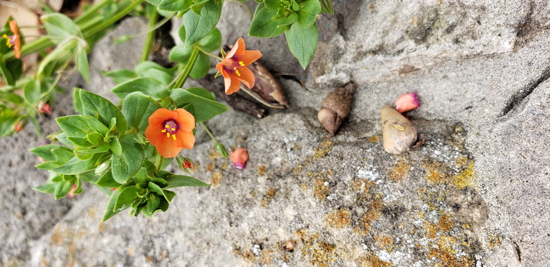 plant, animal, potted plant, rock - object, no people, vase, nature, jar, outdoors, day, flowering plant, flower head, ground, rock, beauty in nature, planter