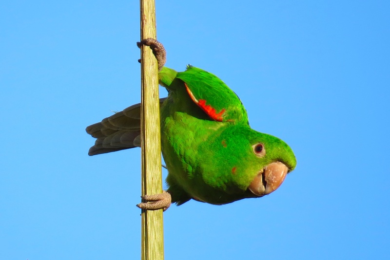 blue, branch, sky, rainbow lorikeet, tightrope walker, perching, fauna, animal themes, wood - material, maritaca, 2K, vertebrate, clear sky, animal, nature