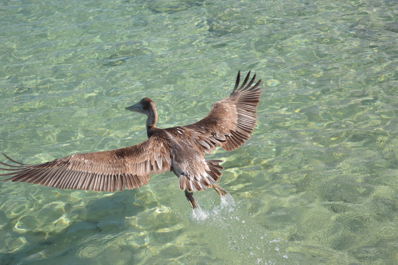 animals in the wild, spread wings, vertebrate, Bird, shallow, nature, 4K, Water, day, waterfront, dom, Freedom, motion, sunlight, one animal, fly, high angle view