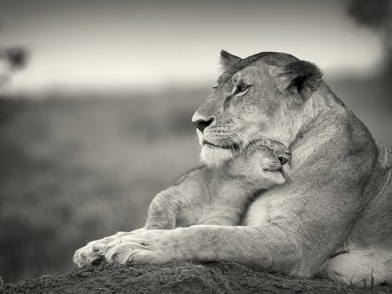 1080P, male Animal, animal Head, vertebrate, animal wildlife, animal themes, lion, looking, undomesticated Cat, care, plain, group of animals, feline