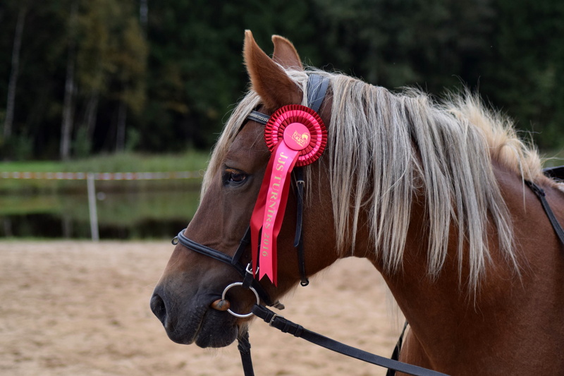 livestock, Brown, winner, Horse, focus on foreground, racehorse, brown, animal themes, champion, domestic, award, sport, portrait, hair, close-up, show