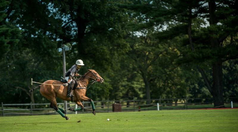 animals, green color, polo, 5K, livestock, herbivorous, nature, animal wildlife, outdoors, animal themes, horse, pets, domestic animals, day, riding, plant