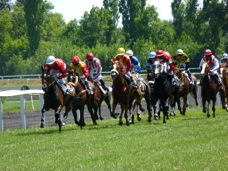 competition, flat Racing, horseracing Track, hippodrome, horseback riding, horse Racing, animal wildlife, grass, success, sports Race, domestic, mammal