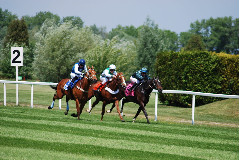 sports Track, Race, sports Venue, mammal, Horses, helmet, japan, animal wildlife, flat Racing, horse Racing, horseracing Track, sports helmet, domestic