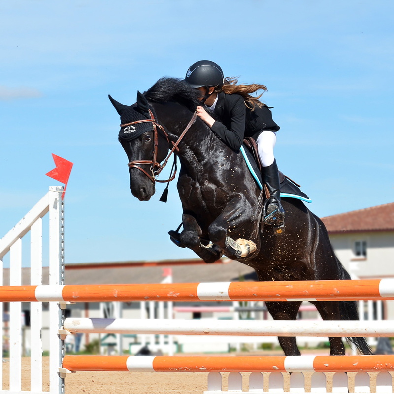animal, jockey, domestic, working animal, flat Racing, shirt, competitive Sport, sports Track, sports Venue, horse show, livestock, black, sports Race