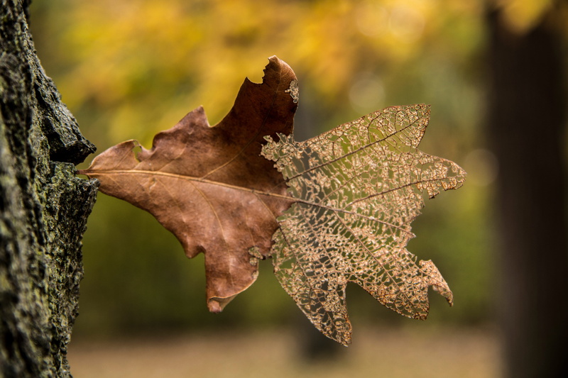 nature, autumn collection, selective focus, dry, leaf vein, maple leaf, canada, 5K, natural condition, outdoors, windsor, day, trunk, fragility, fall