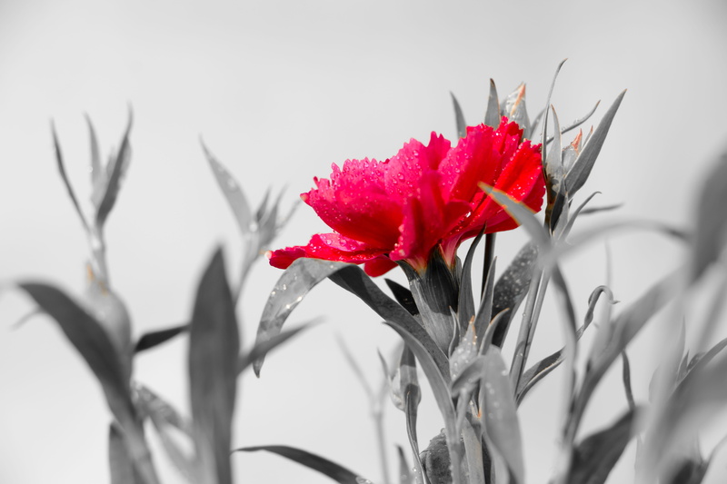 life, pink, close-up, red, flower head, nature, plant, flower, outdoors, fragility, growth, selective focus, vulnerability, flowering plant, inflorescence
