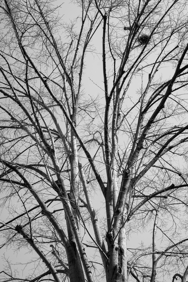 winter, beauty in nature, day, forest, cloud - sky, tree, air, trunk, nature, bare tree, the leaves are, 5K, backgrounds, dark, reverse light, plant, rainy