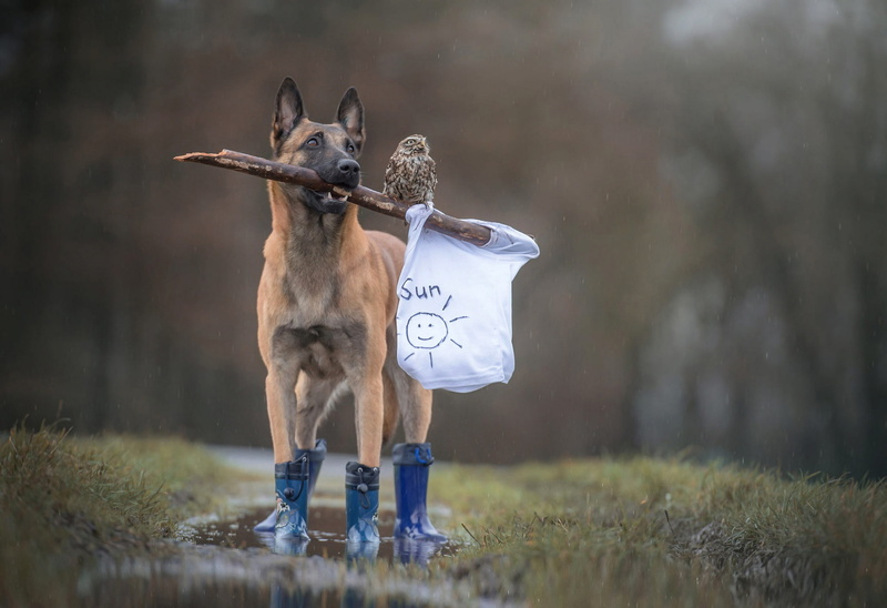 Mike, owl, the sun, 1080P, white, stick, dog, boots, friends, flag, puddle, bird, grass, bad weather, friendship, animals, figure, rain, Belgian shepherd