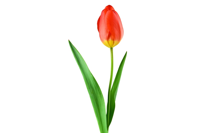 plant stem, flower, bud, grow, flowers, flower Head, red, garden, growth, tulip, green, nature, mood, rain, stengel, beauty in nature, no people, vulnerability