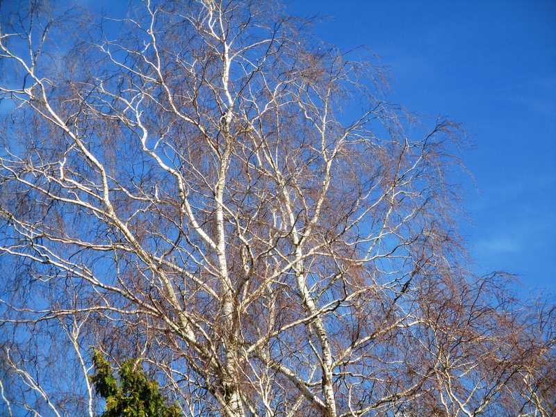 trees, tree, ambience, tree canopy, clear sky, low angle view, scenics - nature, beauty in nature, growth, mood, beauty, no people, sunny, nature, beautiful