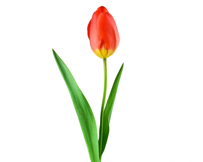 white background, single, cut out, no people, Flower, green color, Tulips, Rain, flowering plant, Flowers, grow, Leaves, Beauty, incentive, Decor, Decorative