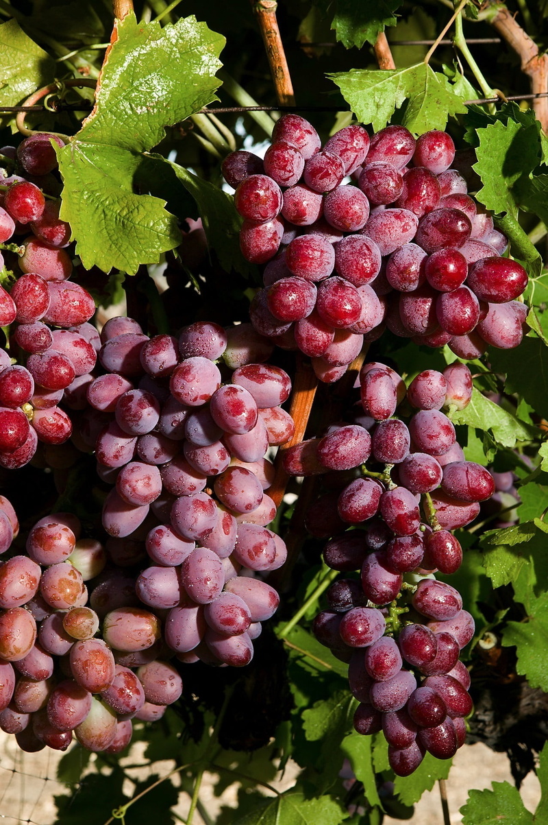 nature, plant, sweet, scarlet royal grapes, red, plant part, day, agriculture, harvest, growth, food and drink, outdoors, close-up, leaf, food, wellbeing