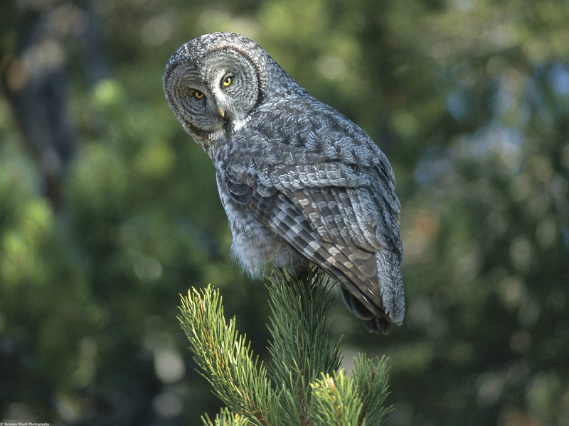 vertebrate, expectation, portrait, branch, nature, one animal, bird, animal Wing, animal, backgrounds, animals In The Wild, owl, day, wildlife, bird of Prey