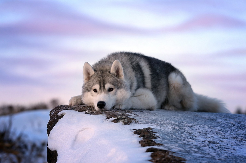 opinion, relaxation, no people, white color, animal, cold temperature, lies, frozen, outdoors, nature, portrait, wolf, vertebrate, animal themes, mammal