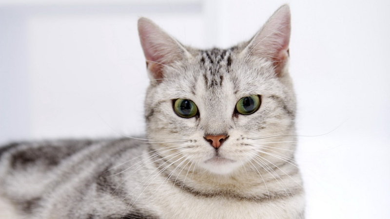 vertebrate, cute, concern, shorthair Cat, domestic, lying Down, close-up, face, animal, white, young Animal, whisker, animals And Pets, animal themes, tabby