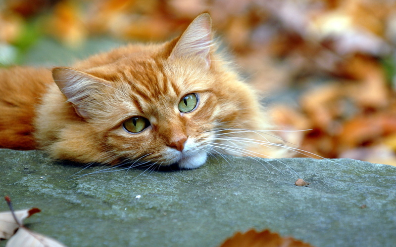 grass, autumn, cat, beautiful, yellow, orange Color, sitting, small, whisker, domestic, animal, animal head, no people, relaxation, orange, fluffy, curiosity