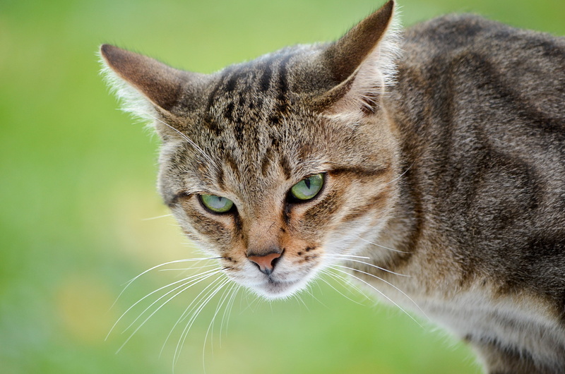 brown, staring, feline, summer, outdoors, opinion, tabby, striped, animal Eye, domestic Cat, looking, beautiful, green Color, domestic Animals, aggression