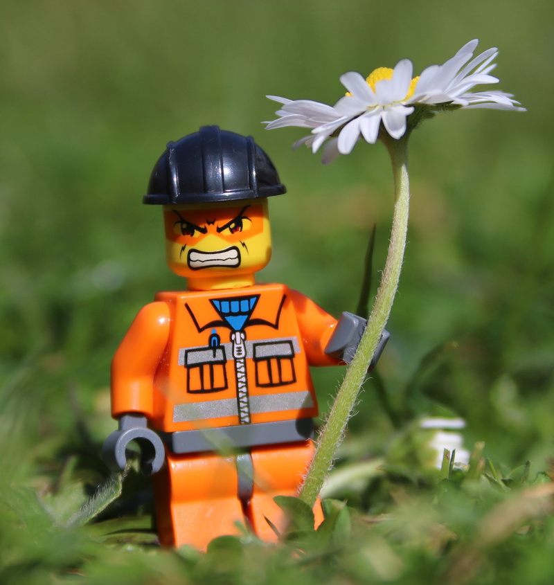 man, grass, daisy, growth, face, lego, 2K, focus on foreground, one person, person, nature, freshness, humor, angry, flower head, land, white, plant, closeup