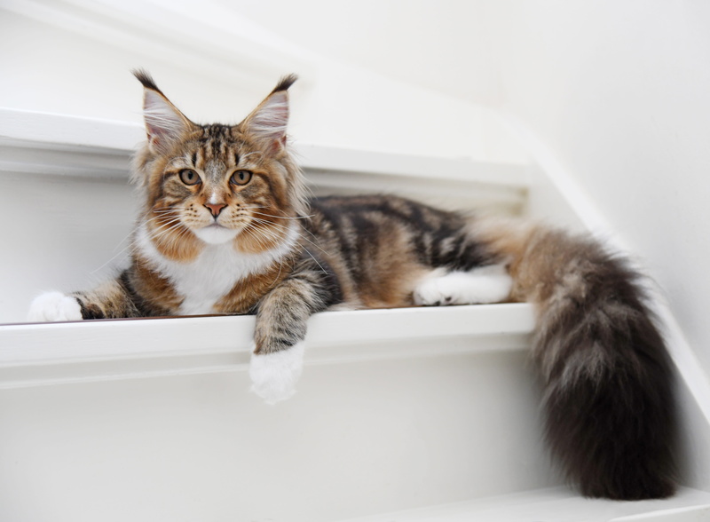 bathroom, domestic animals, sweet, looking at camera, no people, animal themes, domestic, 5K, bathtub, indoors, whisker, sitting, portrait, tabby, vertebrate