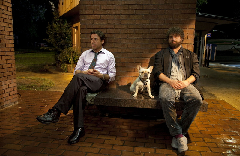 casual clothing, brick, dog, mammal, leisure activity, Robert downey jr, Zach galifianakis, sitting, Cast, males, pet owner, pets, real people, canine