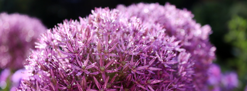 garden ball-and-leek, flowering plant, starlight-lauch, springtime, flowerbed, large, allium, bokeh, greeting card, flower, soft focus, beauty in nature