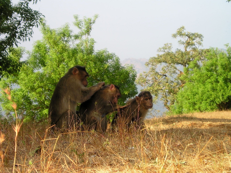 plant, mahogany, tree, leaf, day, herbivorous, 1080P, delouse, teamwork, brown, monkeys, field, macaca sylvanus, monkey, animals in the wild, sky, black and gray