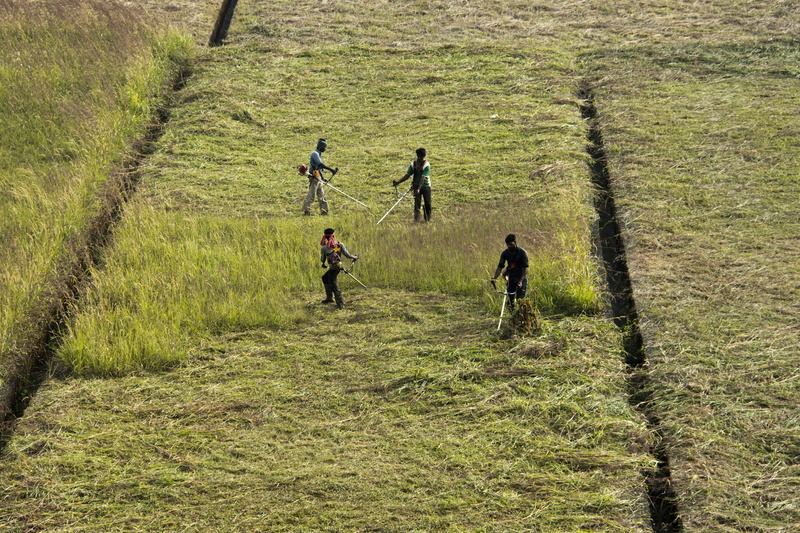 grass, dam, lifestyles, lawn mowers, togetherness, india, workers, growth, people, outdoors, nature, cutters, group of people, real people, walking, land