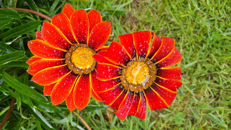 fragility, close-up, field, flower, petal, vulnerability, freshness, plant, growth, organic, nature, land, no people, gazania, day, beauty in nature, flower head