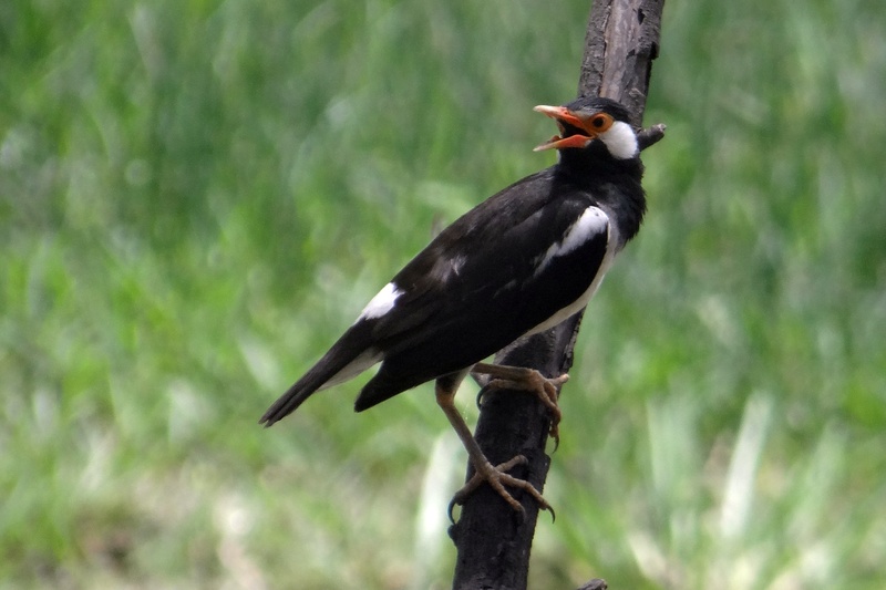 black color, starling, focus on foreground, bharatpur national park, close-up, 2K, tree, vertebrate, pied myna, bird sanctuary, branch, woodpecker, outdoors