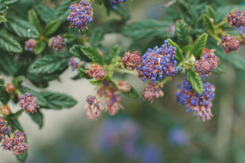 contra loma regional park, no people, fragility, food and drink, berry fruit, flower head, united states, flowers, food, flowering plant, leaf, flower