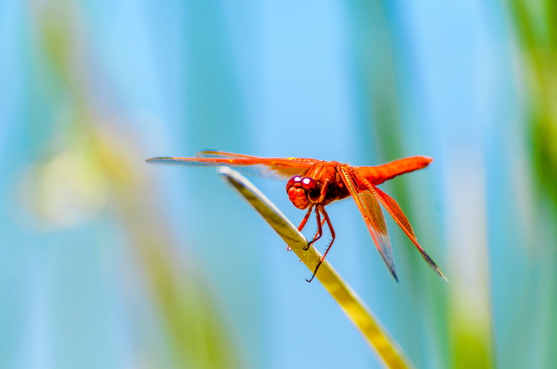 selective, focus on foreground, no people, wood, red, animal, blossom, day, flower, dragonfly, photography, purple, one animal, insect, animal themes, outdoors