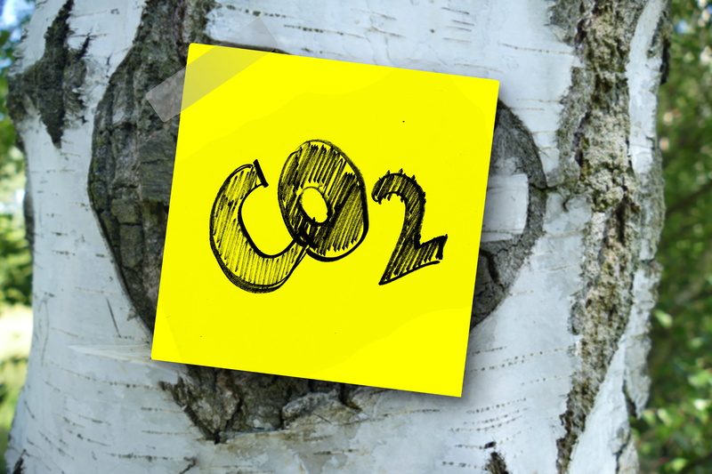 plant, yellow, outdoors, atmosphere, memo, communication, sign, focus on foreground, font, nature, carbon, day, 5K, art and craft, human representation