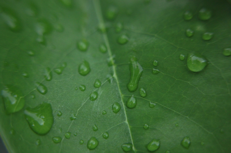drop, green leaf, freshness, water, nature, no people, growth, leaf, purity, 4K, raindrop, beauty in nature, outdoors, plant, veterans day, wet, leaf vein