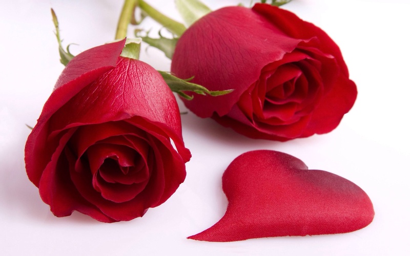 hiring, backgrounds, no people, studio shot, positive emotion, red, flower head, gift, petal, freshness, plant, bouquet, flower, rose, valentines Day - Holiday