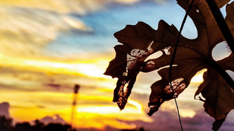 fragility, dry, day, cloud - sky, vulnerability, beauty in nature, close-up, tree, dried, no people, sunset, focus on foreground, plant, hanging, mentor