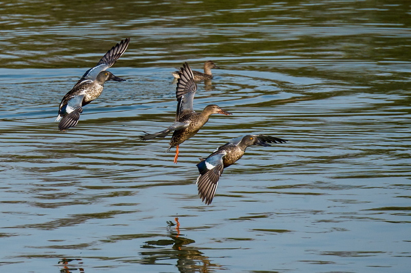san joaquin, CA, 1080P, nothern shovelers, shovelers, landing, refuge, northern, wildlife