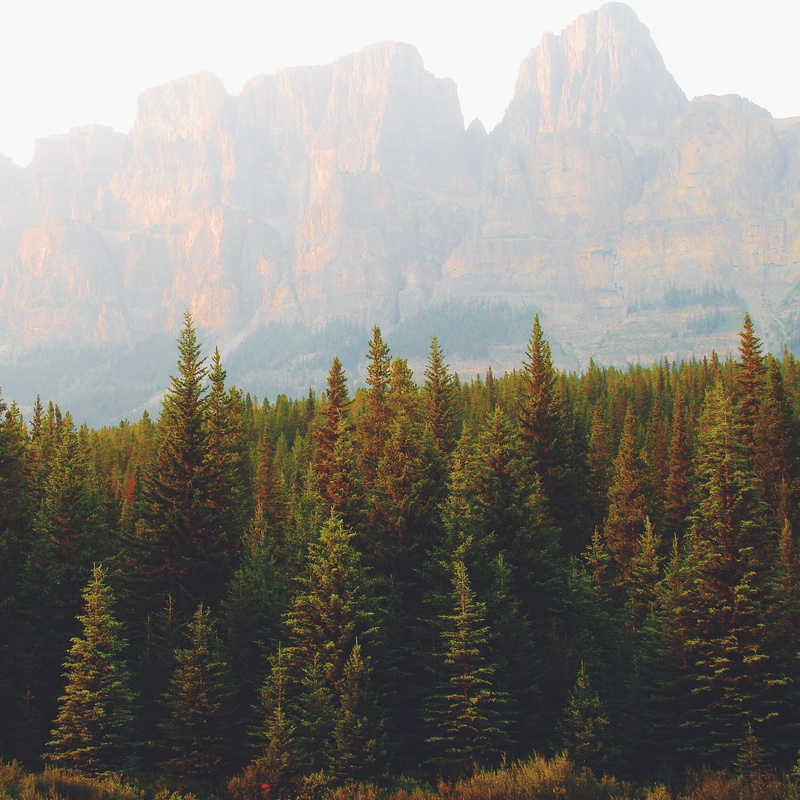 accomplish, growth, exploration, no people, wellbeing, earth, wild, climb, outdoors, discover, scene, trees, fitness, day, range, elements, non-urban scene